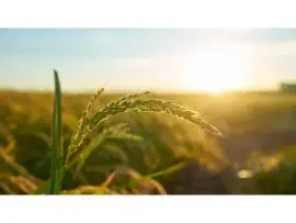 Maximize Crop Yield with Precision Irrigation Water Management