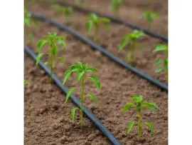 California’s Specialists in Water-Smart Irrigation Design